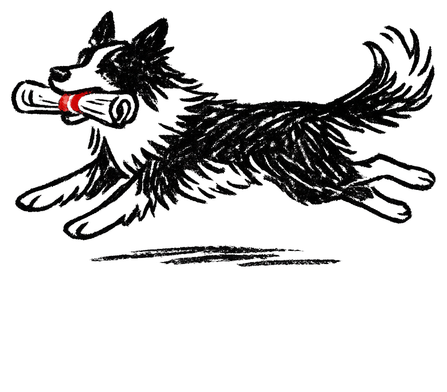 一只叼着报纸奔跑的边境牧羊犬
